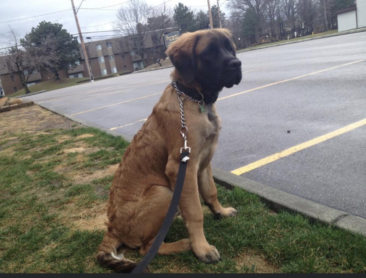 Thrillamanila13's tweet photo. My heart is breaking. Have to say goodbye to this good boy today.
I’ll miss you and I’ll see you at the rainbow bridge. Love you Mickey! https://t.co/ZOF4meUFf9