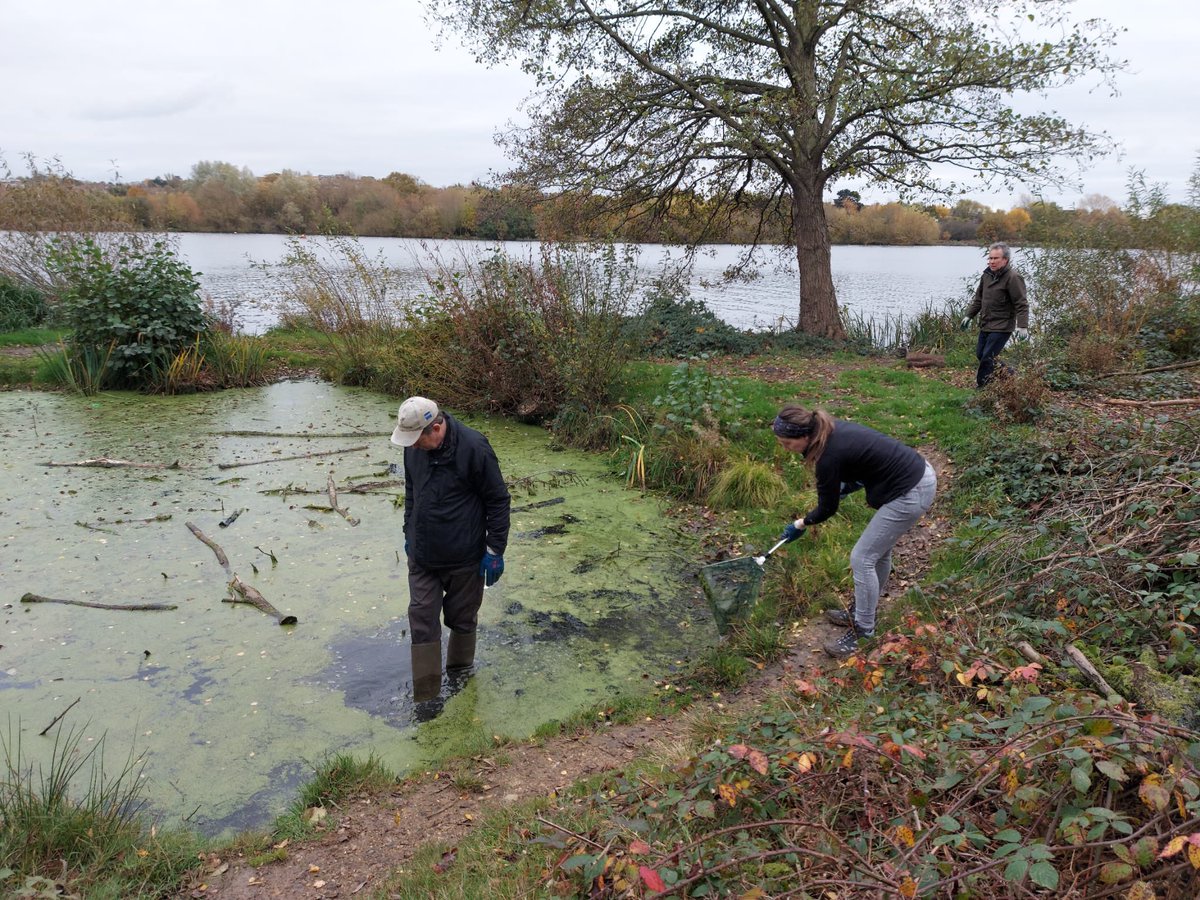 Great fun clearing duckweed and logs from the bomb crater pond this morning - doing so helps oxygenate the pond allowing plants and amphibians to thrive 🐸 #welshharp #conservation