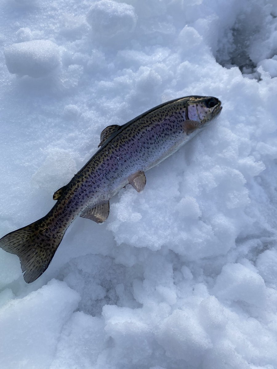MtnWestIceFish's tweet photo. Another Morning in the Morning in the Utah High Country. 

#underarmour #yeti #sportsmanswarehouse #mtndew #icefishing #ionaugers
#uglystik #jawjacker #procurebaitscents #maniaclures #marcum #bft #clam #mtnops #customjigsandspins #ratfinkee #coldnationoutdoors #icefishingnation https://t.co/wBmsJE270C