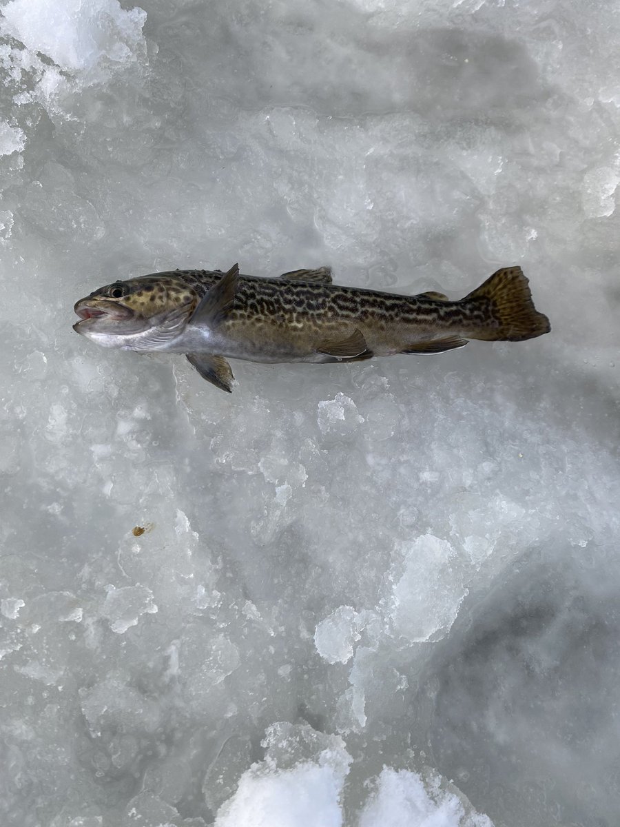 MtnWestIceFish's tweet photo. Another Morning in the Morning in the Utah High Country. 

#underarmour #yeti #sportsmanswarehouse #mtndew #icefishing #ionaugers
#uglystik #jawjacker #procurebaitscents #maniaclures #marcum #bft #clam #mtnops #customjigsandspins #ratfinkee #coldnationoutdoors #icefishingnation https://t.co/wBmsJE270C
