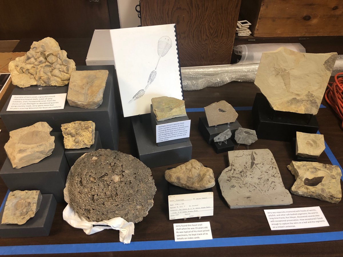 emilyemixon's tweet photo. Behind the scenes this Saturday @UWGeologyMuseum! Come learn about these awesome Wisconsin fossils next week (11/20) at the Madison Gem and Mineral show (at the Alliant Center). #geology #geobadgers https://t.co/sr7eZUGhuN