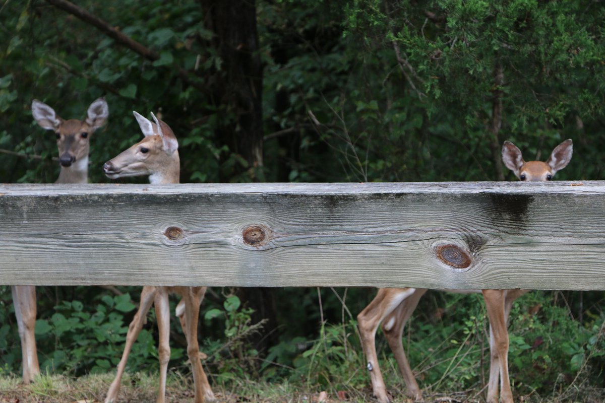 #SafetySaturday It's hunting season! Wear bright colors to protect yourself and to respect hunters who are sharing the woods with you. More info on hunting at <a href="/BuffaloNPS/">Buffalo National River</a>: nps.gov/buff/planyourv…