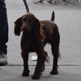 bobbyhiddles's tweet image. 2! 🐶🤎