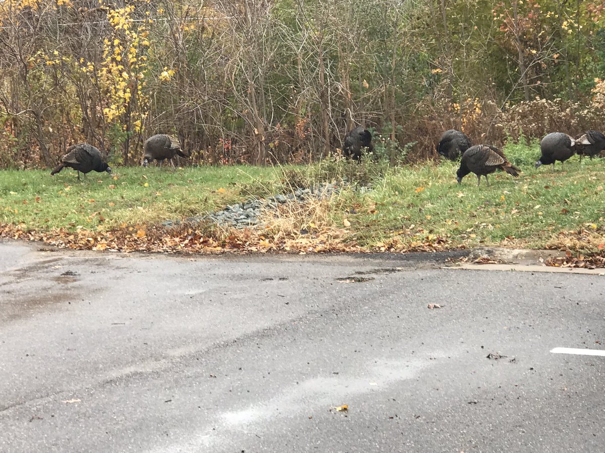 vtuss's tweet image. South Minneapolis turkeys hanging at the VA as I gave blood yesterday … #sompls #southmpls #somi