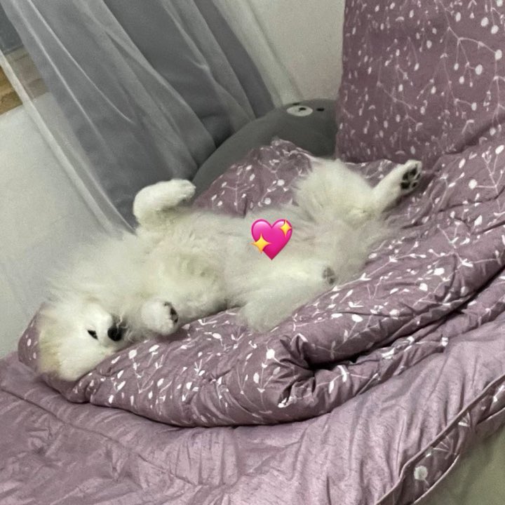 _onnuri's tweet photo. 누리는 아직도 발라당 누워서 자요 https://t.co/TA4YvxzYqB