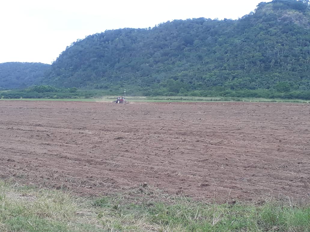 Anapatar's tweet photo. La siembra de papa, un cultivo de gran demanda en la mesa de  los cubanos, comenzó hoy en Villa Clara. Lo q garantizará alimentos hasta finales del 2022 https://t.co/iomA0bdmMw