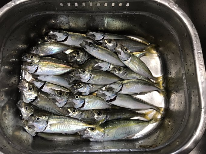 日中はハゼ釣りして夜はサビキ そして下処理が今終わった 目がしょぼしょぼする 