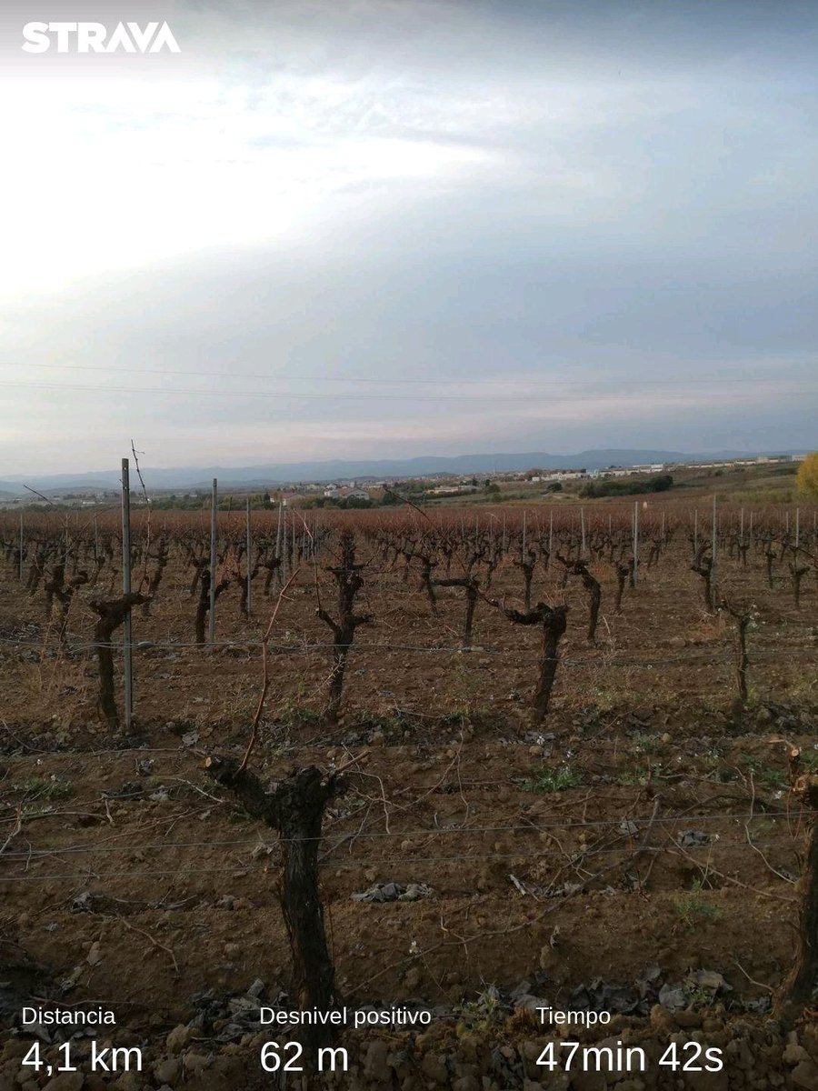 Passejada entre vinyes, temps de podà. #penedès #AvinyonetdelPenedes