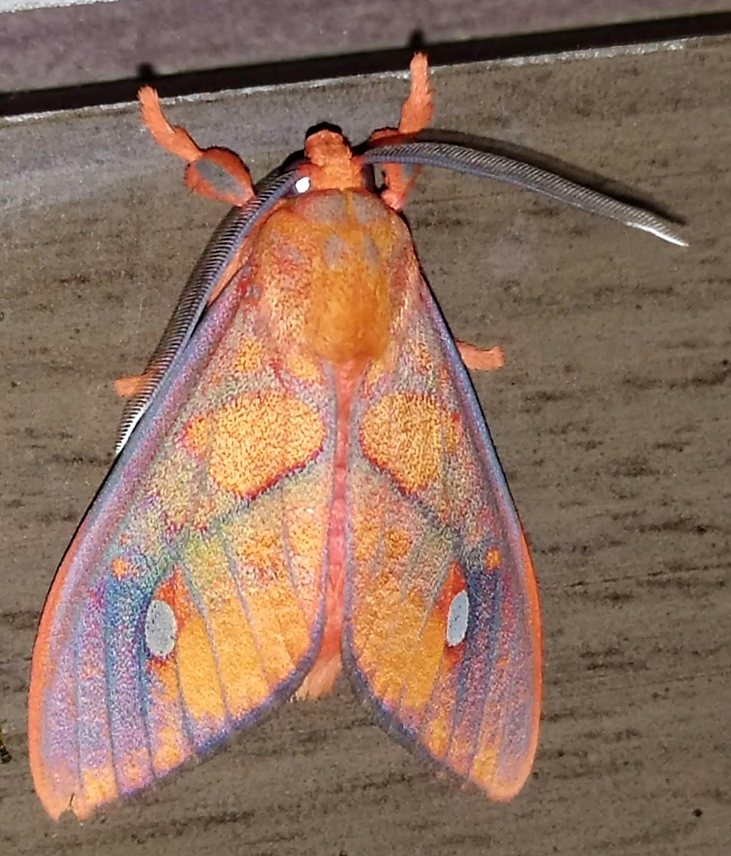 inaturalist's tweet photo. What a moth! This Ernassa sanguinolenta tiger #moth was seen in #Brazil by aninhafonte and it's our Observation of the Day!

More details at: https://t.co/ziwyUKyPr8 #lepidoptera #nature #insects #entomology #biodiversity #animals #invertebrates https://t.co/A95xbrLRZX