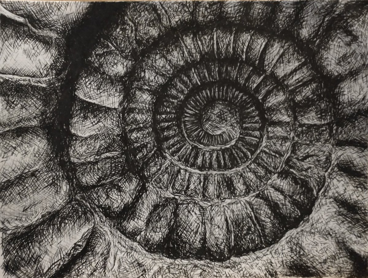 Lou_Frith's tweet photo. Day 24: Extinct 🐚💀

Still slowly work through these. Quite proud of this one. #inkdrawing #inktober #inktober2021 #extinct #fossil #art
https://t.co/oIAeImc03E https://t.co/pTiErcujsq