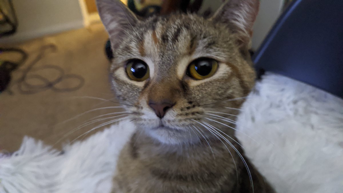 DGLghtmn's tweet photo. #Caturday 
My cat Beyonce doing her #TuckerCarlson  impression. https://t.co/YonRlj2aph