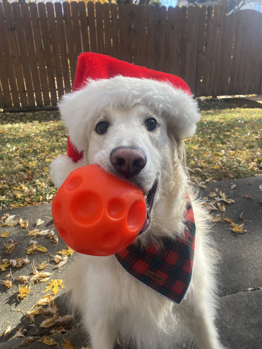 DaaangDarnelle's tweet photo. @HucktheGolden Yogi turns 6 tomorrow! Birthday buds almost 🥰 https://t.co/fAJa2Wjhy1
