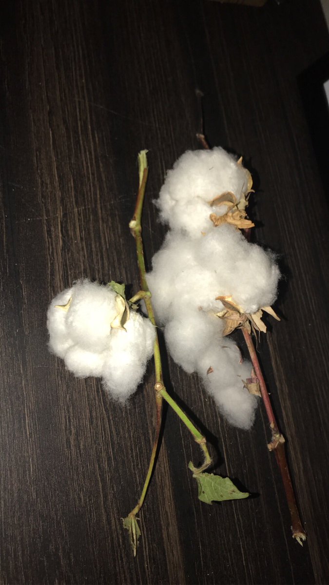 adonaielohim111's tweet photo. Iβve always want a small bouquet of Cotton a Farmer let me Grab it π₯° Now I save it at my home. Is the Softest thing Iβve touch #jesusisamazing https://t.co/ul0KYDfbTk