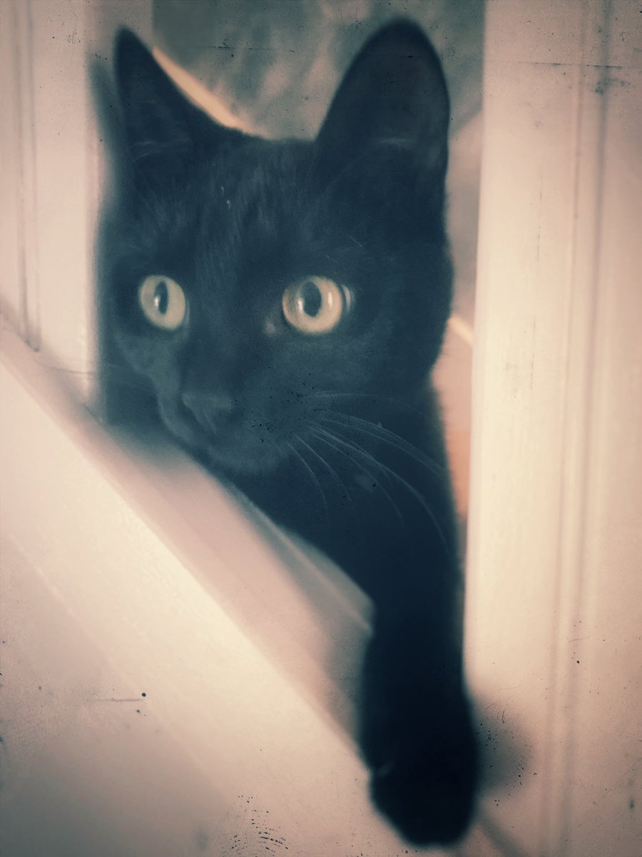 The Factory | NFT Addict | Zombie Zebras ❤️ tweet media