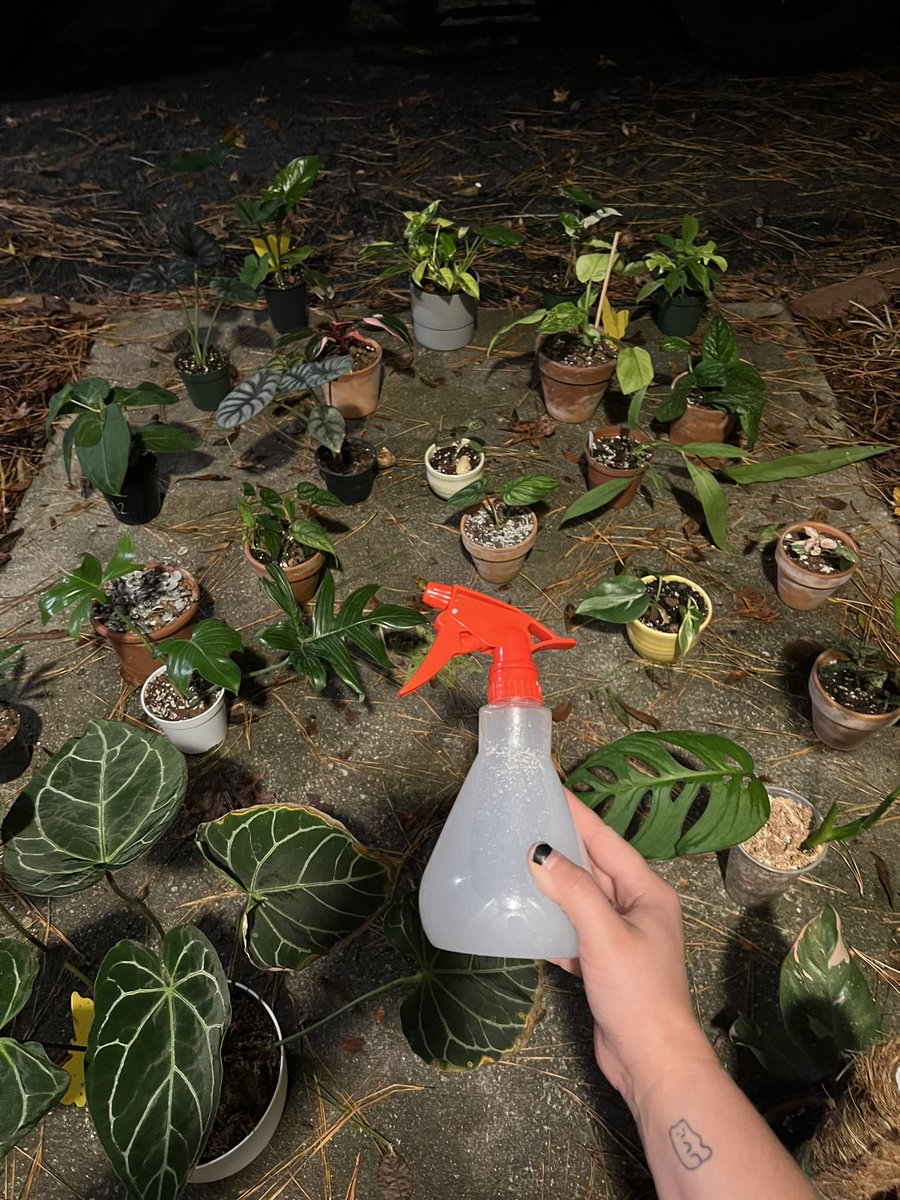 herbivoreabbey's tweet photo. I’ve been absent on here for a little… what you missed? MY WHOLE CABINET GETTING SPIDER MITES!!! Anyways I think they’re better now but I shed a lot of tears. https://t.co/lYogsS9ZPb