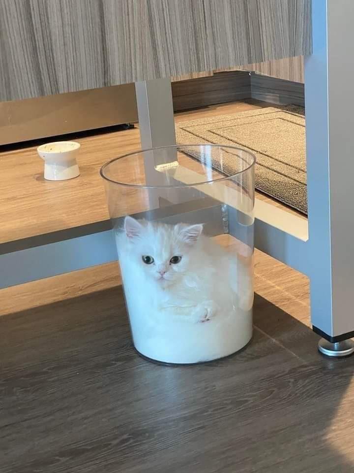 where is the cell paper on phase separation of cats