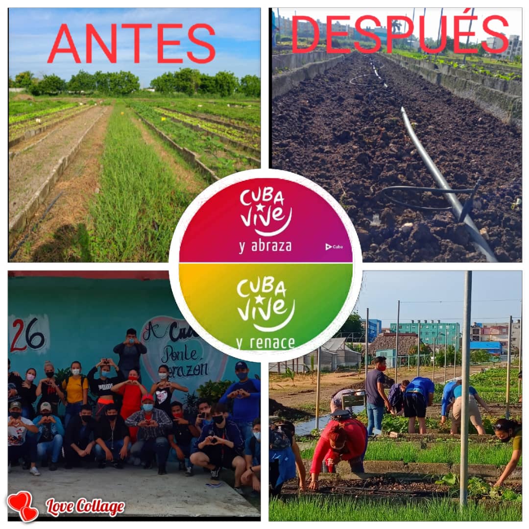 Excelente jornada de apoyo a la agricultura urbana realiza la juventud espirituana. Siempre eliminando las malas hierbas del camino. #CubaVive #SomosContinuidad #PañuelosRojos
