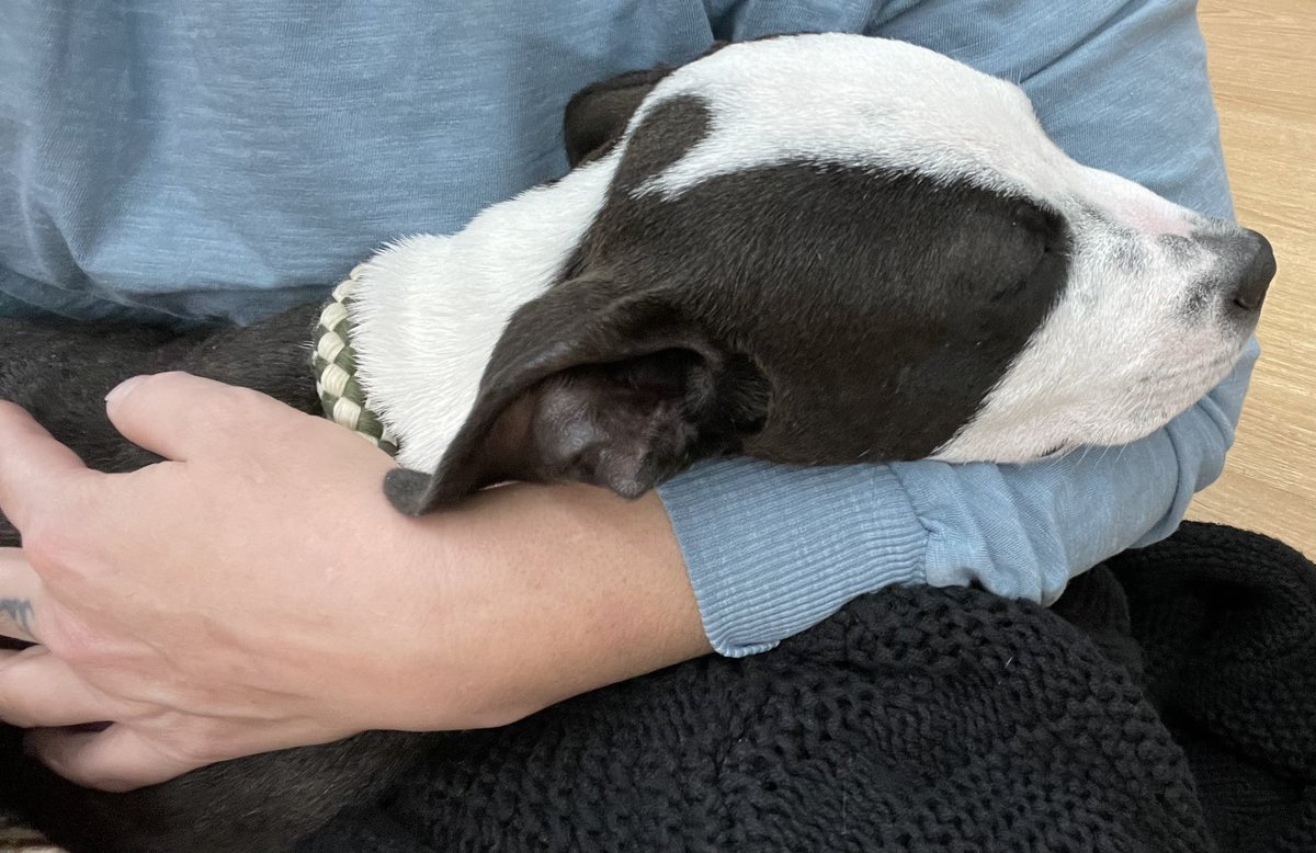 We didn’t tell anyone that we were expecting. But our newest lil #beast has arrived.

Meet Stevie ✨💕. We love him so much! 

#Mascot #Puppy #Pit #Lab #Baby #MarketingAgency #Tribe #Family #Crypto #HODL