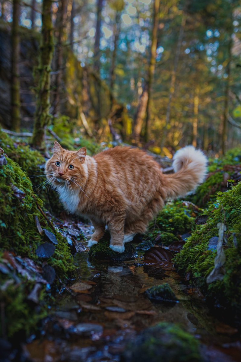 primuscat's tweet photo. Forest tiger. https://t.co/0p6hpZx8U8