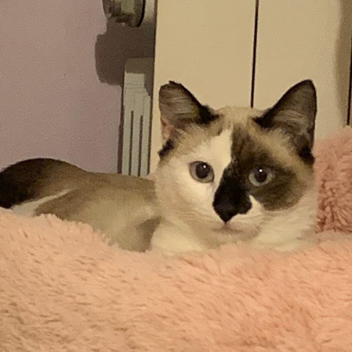 SosMaullidos's tweet photo. ACOGIDA URGENTE 2hermanas, de 6 meses. están ingresadas ya comen pronto les darán el alta. No tenemos casas de acogida alguien que no tenga gatos y con una habitación libre que pueda acogerlas ??los gastos los cubre sos maullidos(BCN)whatsapp:                       👉644.35.96.05 https://t.co/fjGfOdSX8d