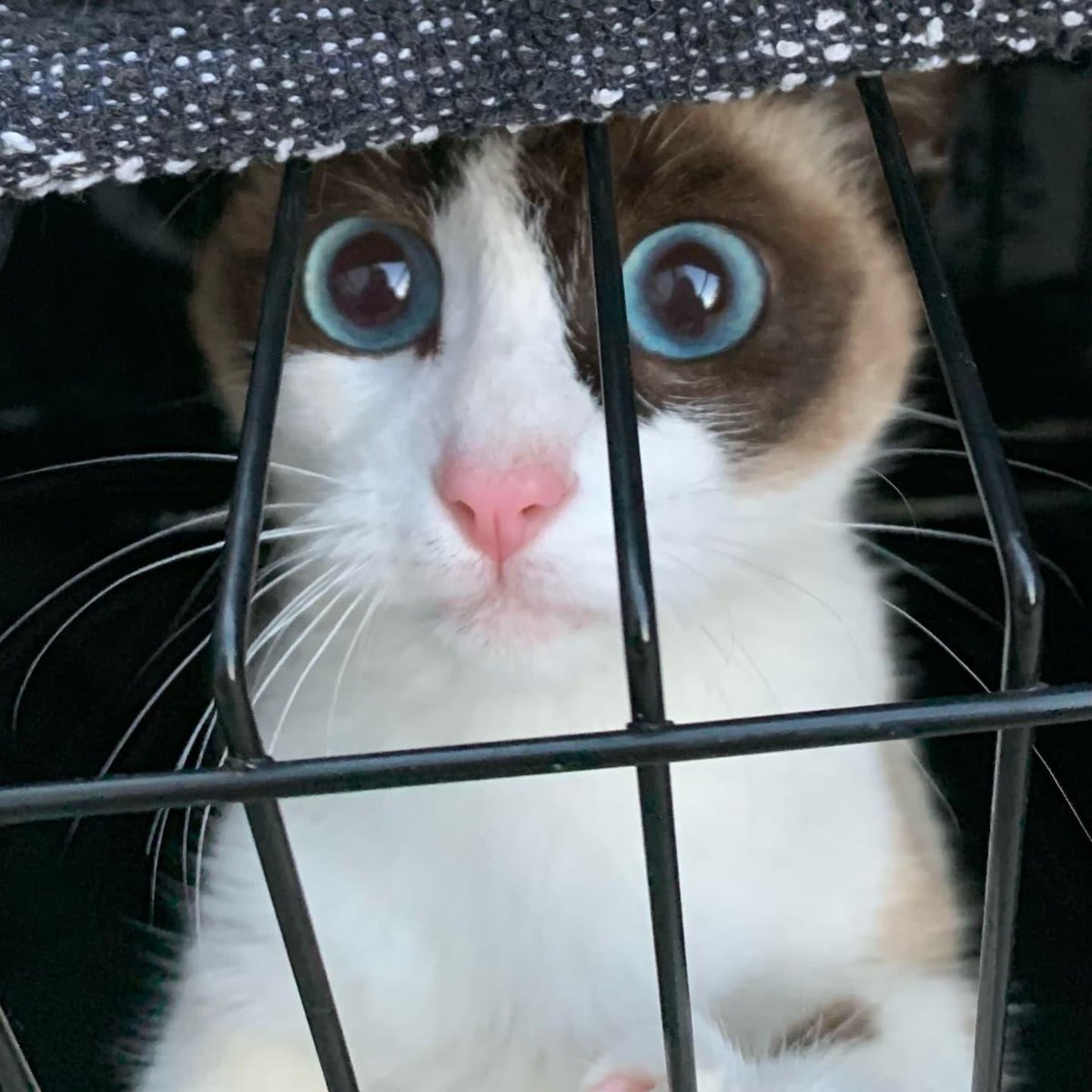 SosMaullidos's tweet photo. ACOGIDA URGENTE 2hermanas, de 6 meses. están ingresadas ya comen pronto les darán el alta. No tenemos casas de acogida alguien que no tenga gatos y con una habitación libre que pueda acogerlas ??los gastos los cubre sos maullidos(BCN)whatsapp:                       👉644.35.96.05 https://t.co/fjGfOdSX8d
