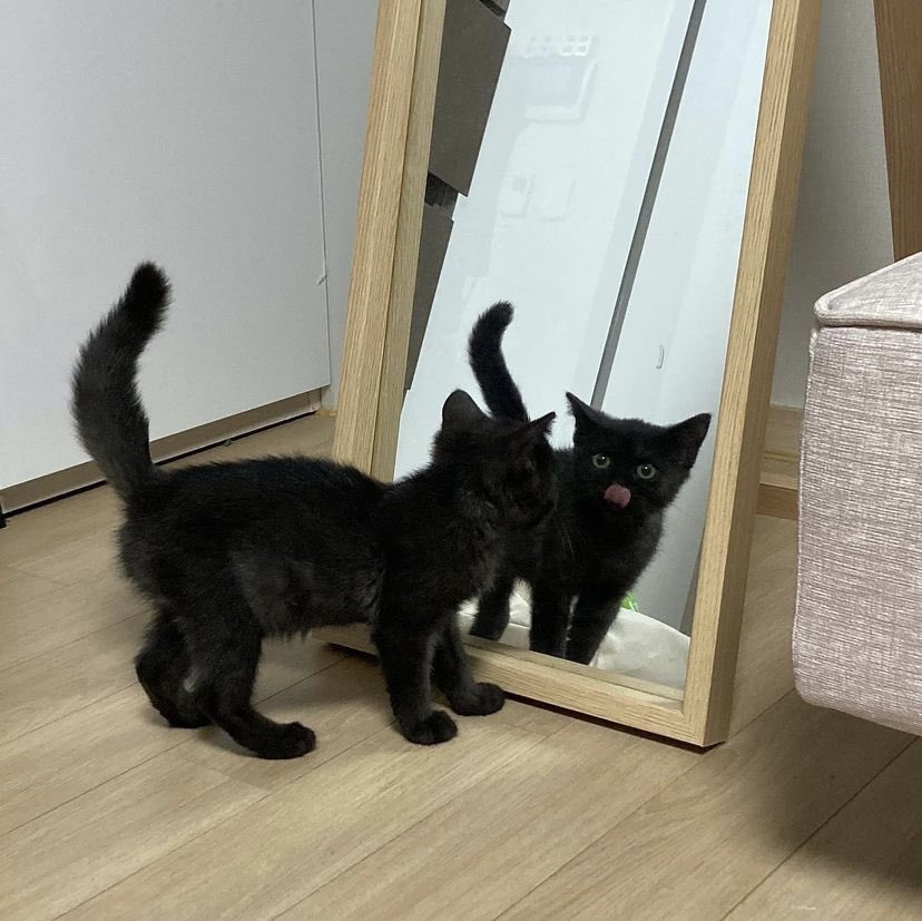 missmisty2920's tweet photo. #PICKLETHREAD nobody saw my last tweet nobody say anything just look at my son and adore him as he deserves. pinning this stay tuned for more #PICKLE content.. https://t.co/CXa3ltnKdY