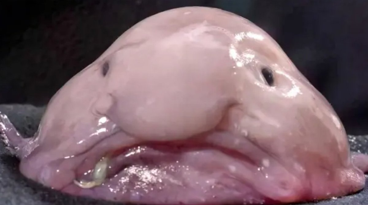 Wenn dieses Mal ein Axolotl, dann bitte nächste Staffel ein Blobfisch #maskedsinger