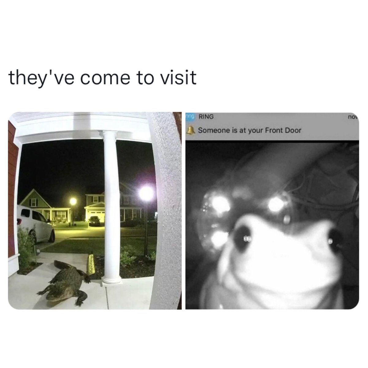 Gators Daily 🐊 (@gatorsdaily) on Twitter photo 