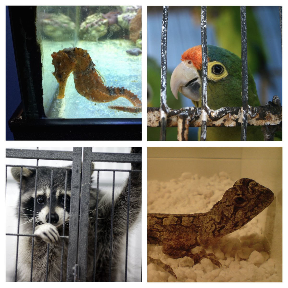 apawild's tweet photo. This #WorldKindnessDay think beyond the cage #notapet #exoticpettrade #positivelist4pets https://t.co/Z1qJhprVfa