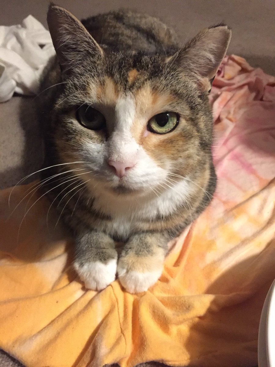 NonstopEmma's tweet photo. @thuronyi You’re so right, should have included the free inhibitor. Please see attached supplementary figures 1-4. Our functional characterization is that cat is very cute. https://t.co/U8wYblV7Gd