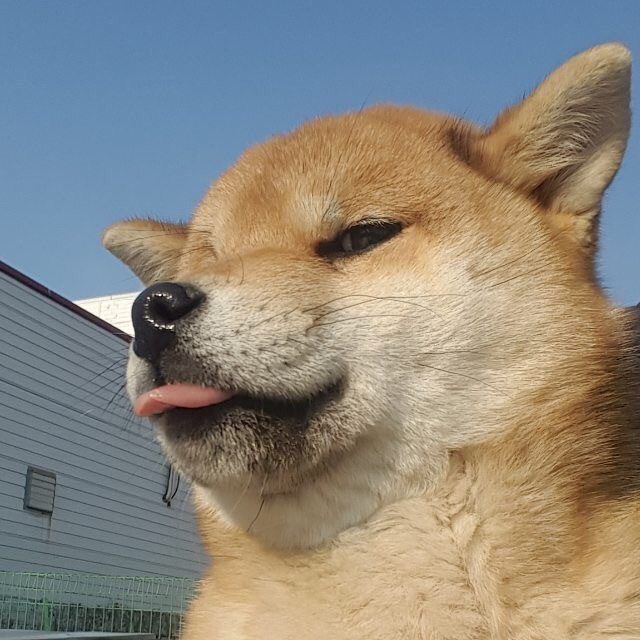 DogecoinXPost's tweet photo. Feeling Cute, Had to Take A Pic. #Dogecoin https://t.co/7vmd1IeIzw