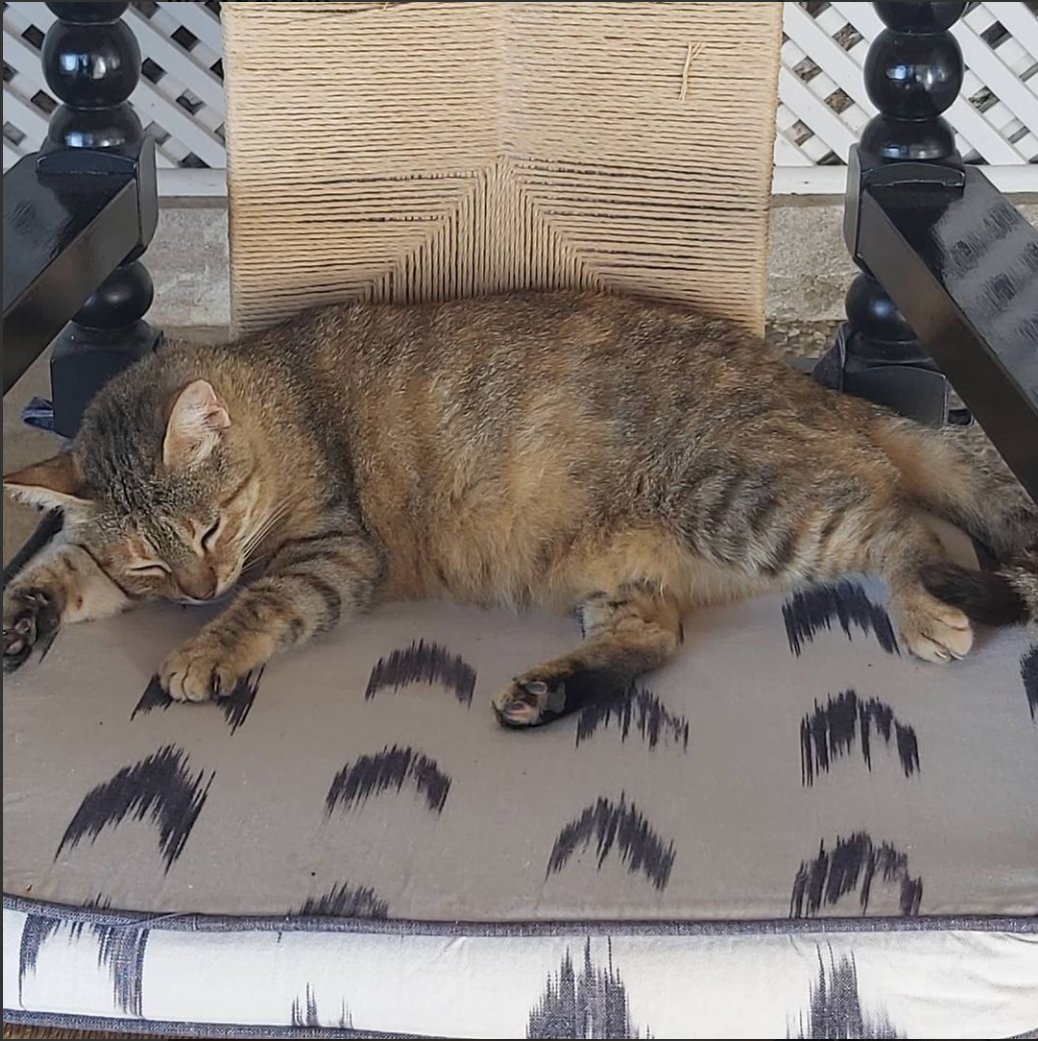 CatPPollensa's tweet photo. ❤ Living her best life at the Illa D'or Hotel ❤
#mallorca #gatosdoinstagram #streetcatsofinstagram #gatos #puerto_pollensa #illadorhotel #tnr #adoptdontshop🐾 #adopt #pollensa #mallorcacats #catsofpollensa #CatsOfTwitter #CATSEASON https://t.co/4VCis1Lzlh