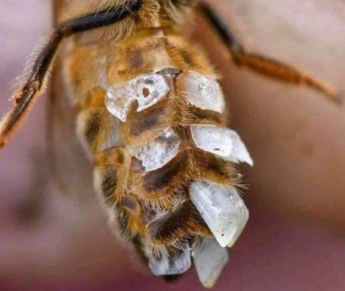 MikeInfinity7's tweet image. La cera d'api 

apicolturasenese.it/la-cera-dapi/

L'apicoltura delle Meraviglie 💎