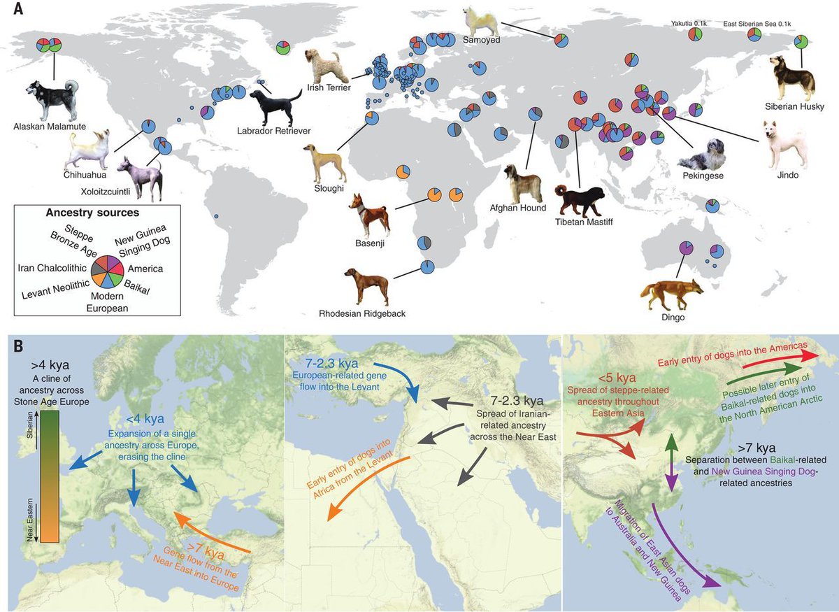 Dogs are humanity's best friend—but how long has it been that way? 🐕 

This Science study investigates ancient dog genomes, revealing a complicated genetic legacy that reflects a long, shared history with humans. fcld.ly/5n0ntga #ScienceMagArchives