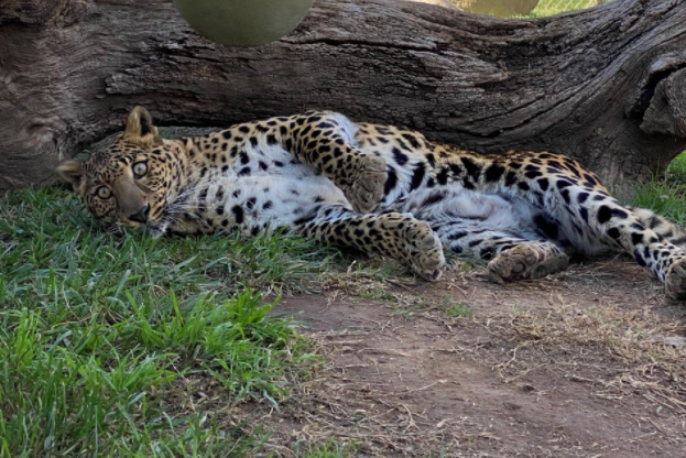 LnsTgersandBrs's tweet photo. Did Conga just get woken up from her Caturday catnap?!π³π
#exoticcatrescue #leopardsoftwitter #sandiego #animalrescue #animalsanctuary https://t.co/qQUybSS190
