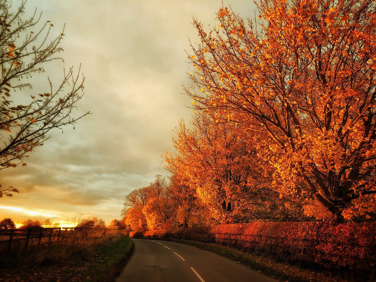 dishydave1958's tweet photo. Outrageous autumn colours heading back to Ripon this afternoon 😊 @autumn @sunset https://t.co/5hSyNo9cgK