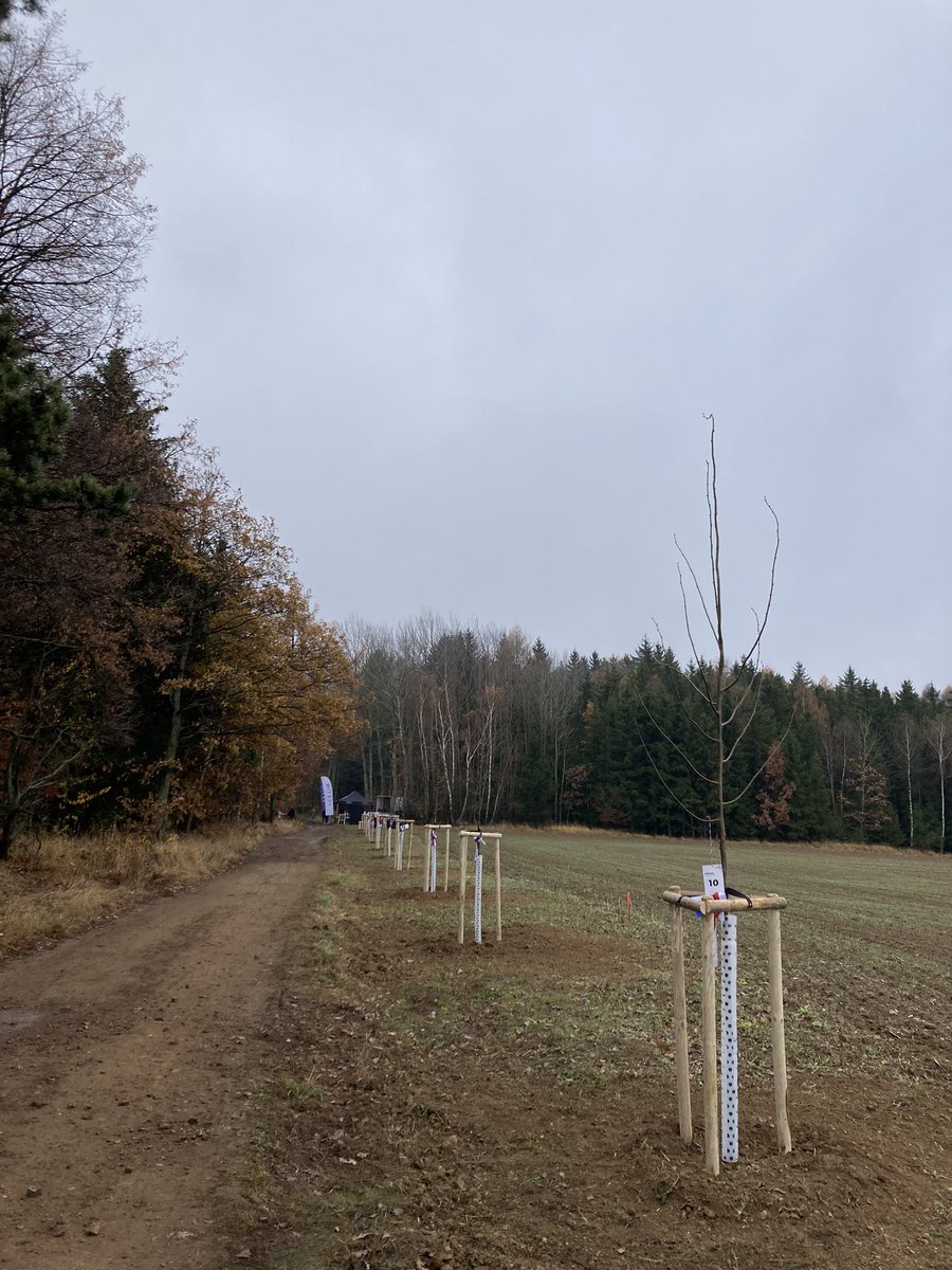 Alej svobody 2021 je vysazena! 🌳🇨🇿
#alejsvobody #pribram #sazimebudoucnost