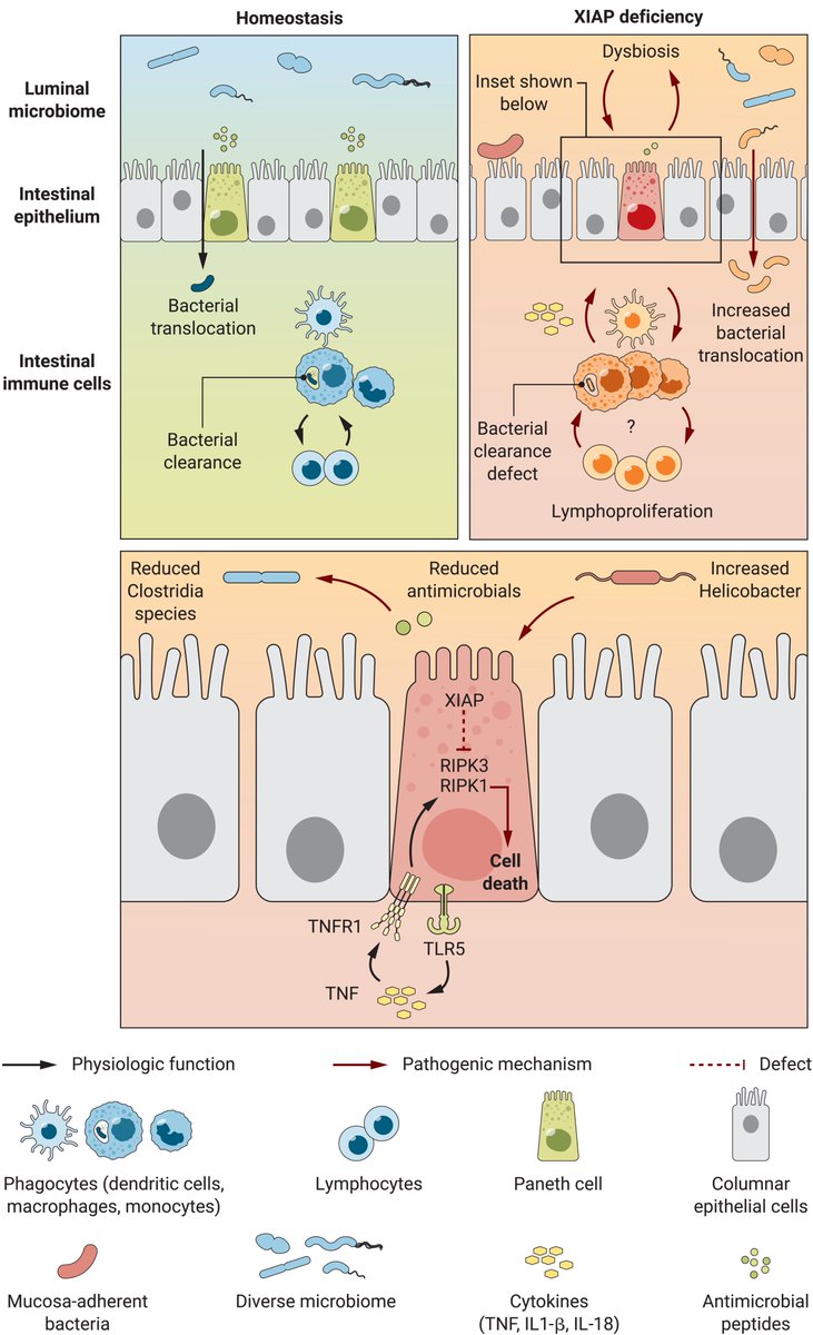 #monogenicIBD science!
2 papers in <a href="/SciImmunology/">Science Immunology</a> - @MonicaYabal and Sebastian Zeissig - XIAP and IBD - Paneth Cells

Editorial by Uhlig <a href="/a_azabdaftari/">Aline Azabdaftari</a> 
Paneth cell dysfunction and the intestinal microbiome in XIAP deficiency …ence-org.myaccess.library.utoronto.ca/doi/10.1126/sc…