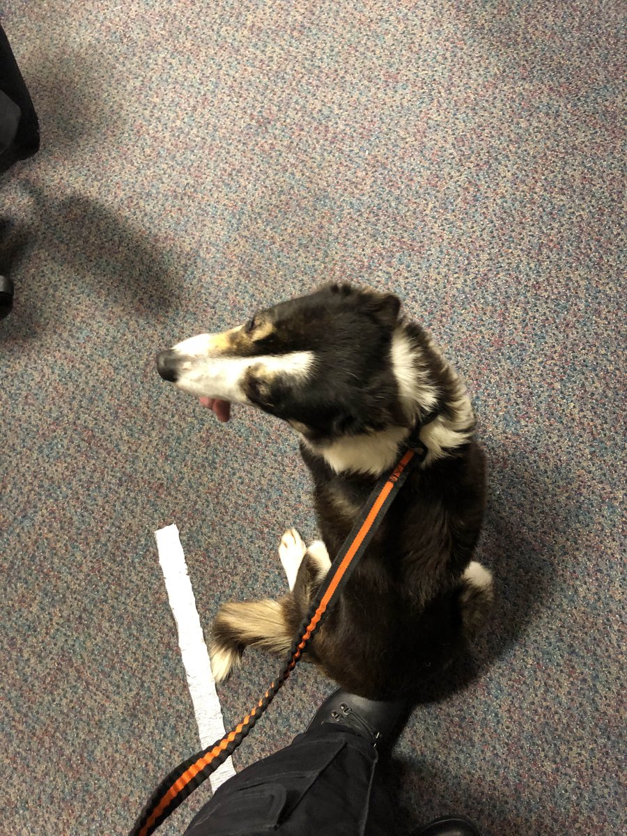 PSOSOrkney's tweet photo. Hello, I’ve been found on the Halley Road. The police man has been so nice to me - even tho I have fairly covered his breeks… if you know who I am please let my people know. No microchip. https://t.co/Y46XFzA5Xo