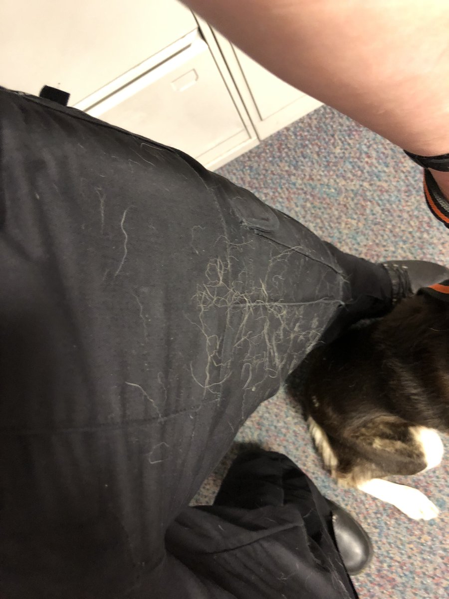 PSOSOrkney's tweet photo. Hello, I’ve been found on the Halley Road. The police man has been so nice to me - even tho I have fairly covered his breeks… if you know who I am please let my people know. No microchip. https://t.co/Y46XFzA5Xo