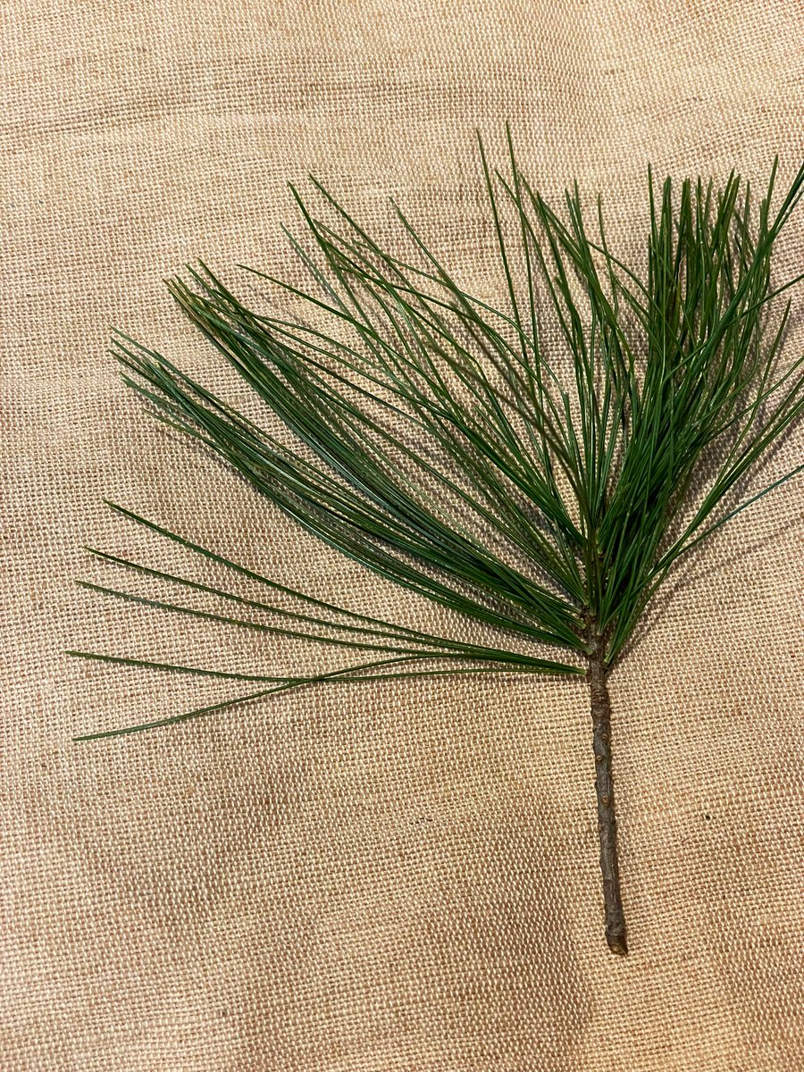 ellen_mackinnon's tweet photo. @nycbotanist Thanks for your reply. What a great info. about the fascicles! It looks like it has 5! This project has added a whole another dimension to my dog walking experience… seeing trees that I never saw that were always there. #BLtrees https://t.co/02unL8sEfy