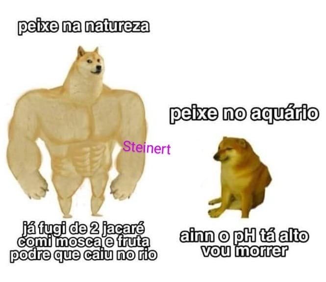 Biologia Braba (@biologia_braba) on Twitter photo 