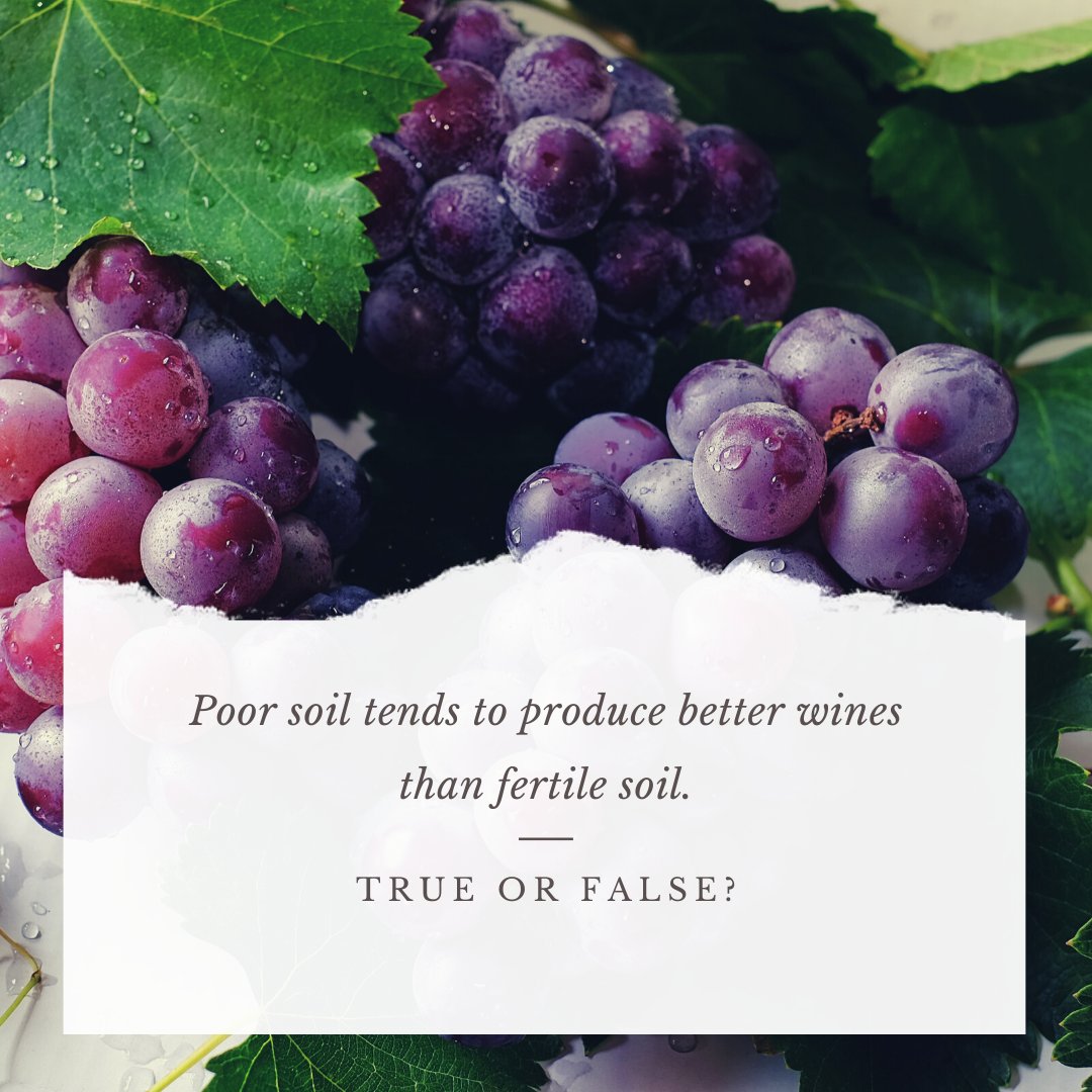 OakandFront's tweet photo. True! The grapes grown in poor soil produce less but have more character. 

#wineinfo #winefacts #winelover #winefaq https://t.co/8qAPBusjVU