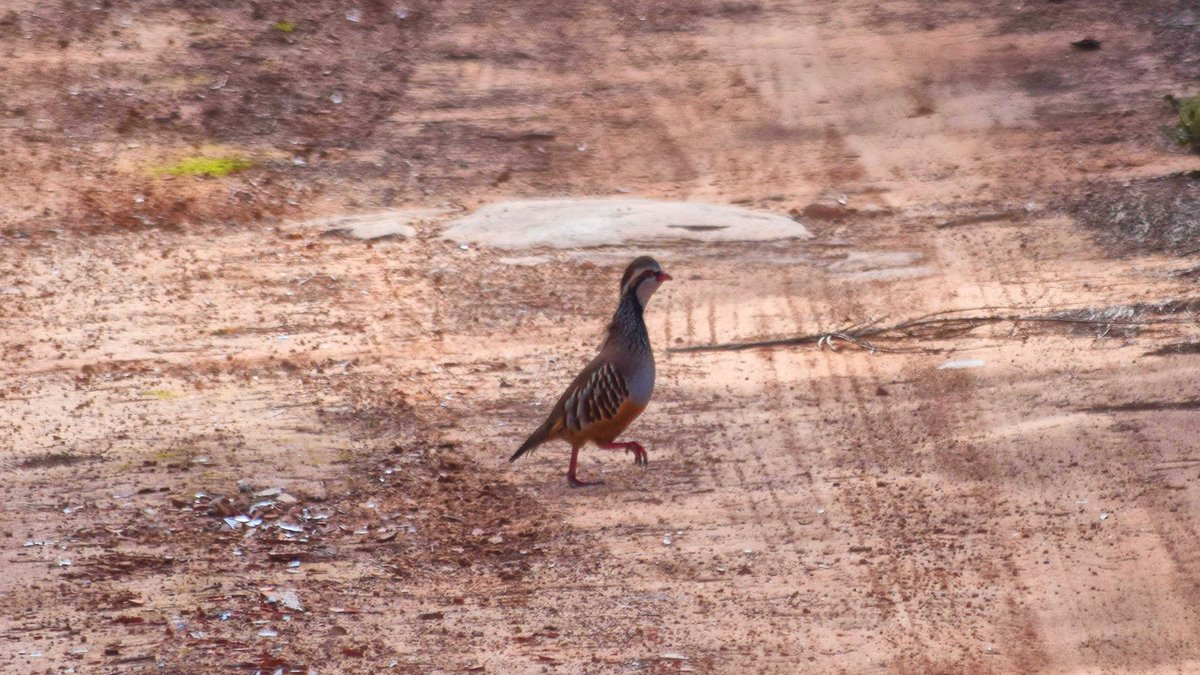 ramon sunyer tweet media