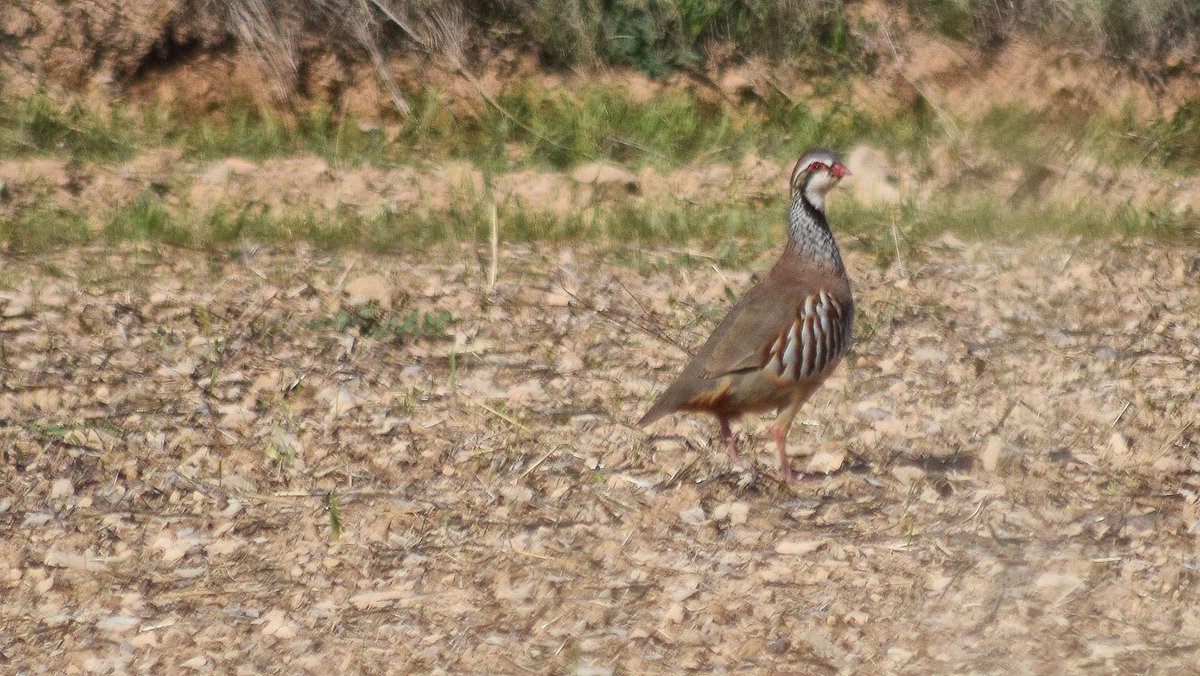 ramon sunyer tweet media