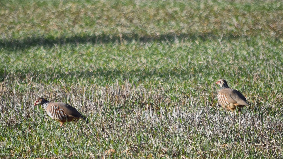 ramon sunyer tweet media