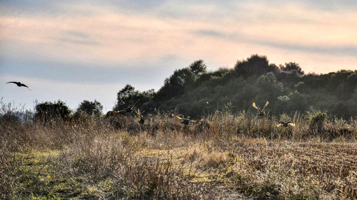 Empaitant les espantadisses perdius,  #tardor a <a href="/lasegarra/">La Segarra</a> , #boncapdesetmana
<a href="/SomSegarra/">Som Segarra</a> <a href="/valldellobregos/">Vall del Llobregós</a> <a href="/viladetora/">Torà on-line</a> <a href="/caminsnatura/">Camins en la natura</a> <a href="/lasajolida/">La Sajolida</a> <a href="/jolival65/">JOliva||*||</a> <a href="/RPeroy/">La Peroy</a> <a href="/JmSantesm/">JmSantesm</a> <a href="/mdolorssarries/">M. Dolors Sàrries Farré</a> <a href="/parramon/">Miquel Parramon</a> <a href="/silviasarri/">Sílvia シルビア🍃🌿🌱</a> <a href="/jaumeramonsole/">Jaume Ramon Solé 🎗🎗🎗🌊🌊🌊</a> <a href="/xavi_sunyer/">Xavier Sunyer</a> <a href="/BirdingLleida/">BIRDING LLEIDA Expedicions</a> <a href="/ICOcells/">ICOcells</a>