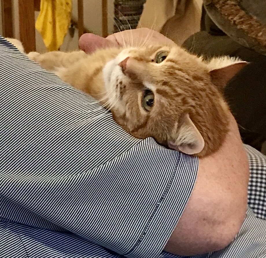 Happy #Caturday from Thomas!  He thinks it’s a perfect day to watch college football.