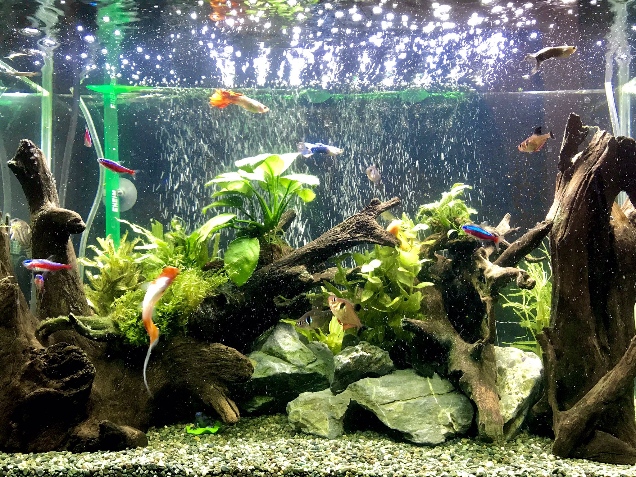 Nao 黒髭凄いから水槽初リセット ソイルから大磯にした まだ白濁りがある 水槽 アクアリウム 熱帯魚 T Co Jjkxiyl8zc Twitter