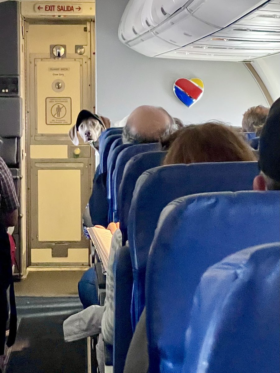cpamomof2's tweet photo. Happy passenger @SouthwestAir #dog #flying https://t.co/6ZYkNtMlmB